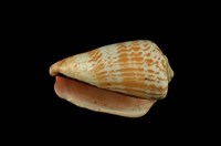 藏品(紅嬌鳳凰螺)的圖片